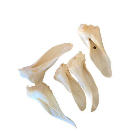 Goat Ears