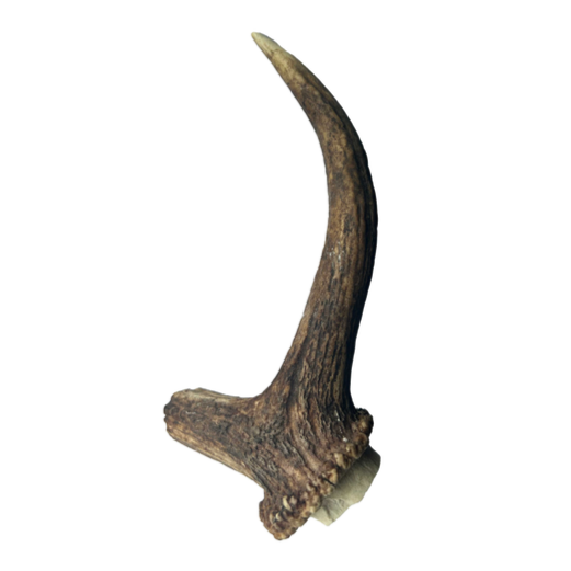 Deer Antler - Loose