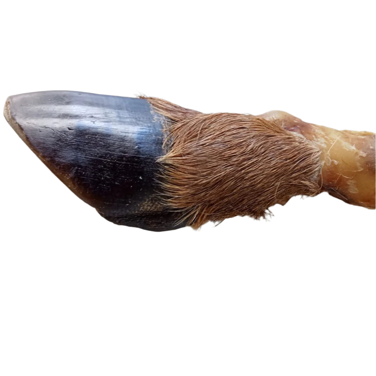 Venison Hooves - 2 pack