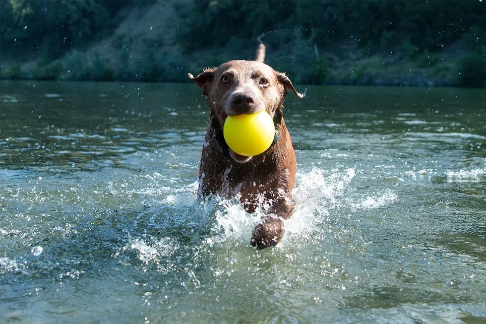 Ruff Dawg Ball