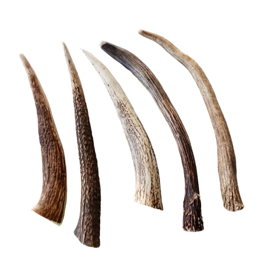 Deer Antler - Loose